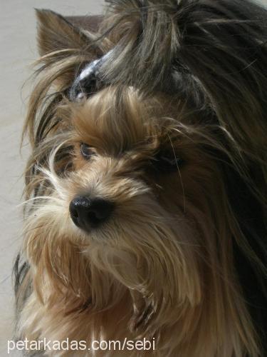 adonis Erkek Yorkshire Terrier