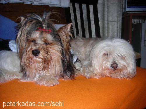 adonis Erkek Yorkshire Terrier