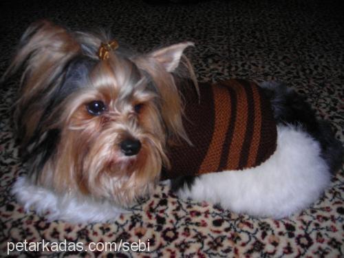 adonis Erkek Yorkshire Terrier