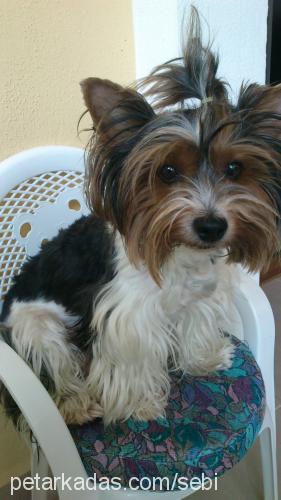 roxy Dişi Maltese