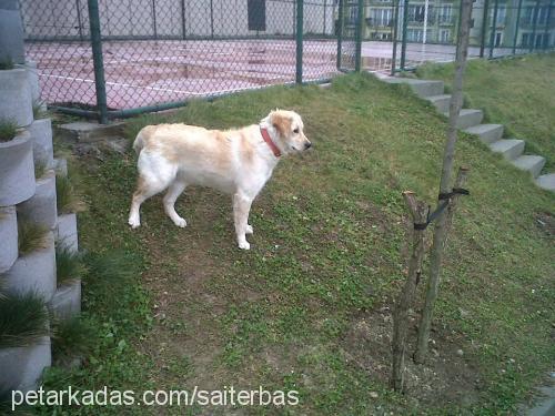 lola Dişi Golden Retriever