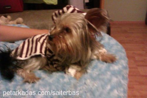 marsel Erkek Yorkshire Terrier