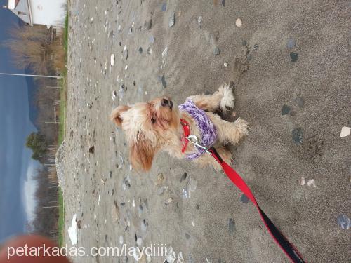 leydi Dişi Bichon Havanese