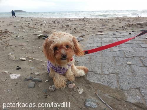 leydi Dişi Bichon Havanese