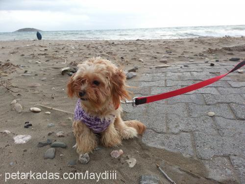 leydi Dişi Bichon Havanese