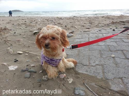 leydi Dişi Bichon Havanese