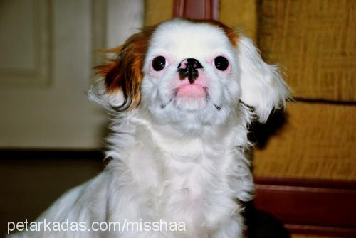 misha Dişi Tibetli Spaniel