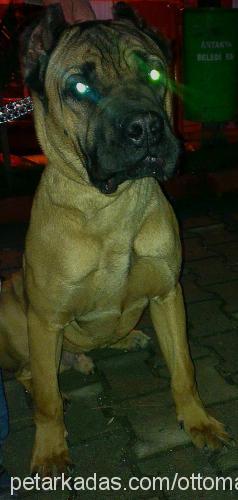 barney Erkek Cane Corso Italiano