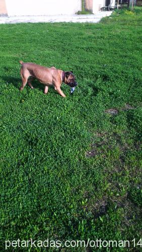 barney Erkek Cane Corso Italiano