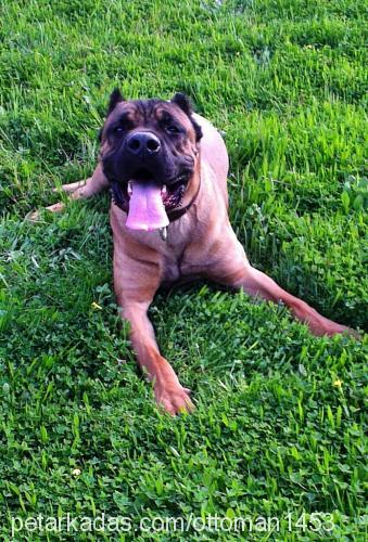 barney Erkek Cane Corso Italiano