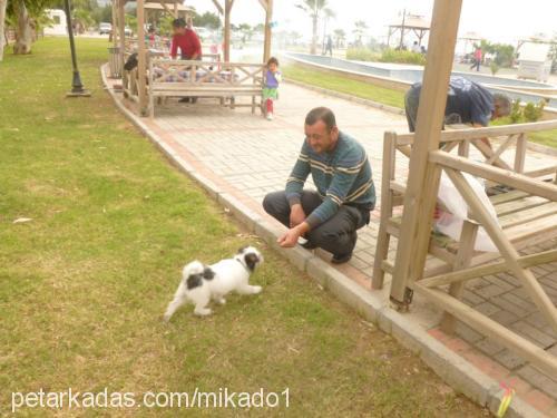 zeytin Erkek Maltese