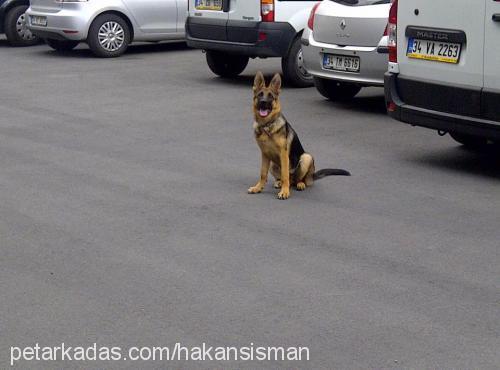 sipsi Dişi Alman Çoban Köpeği