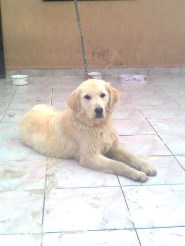 pascal Erkek Golden Retriever