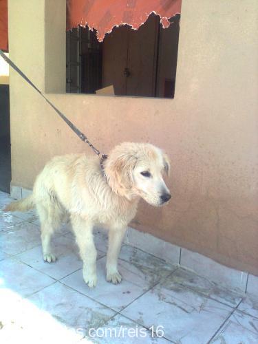 pascal Erkek Golden Retriever