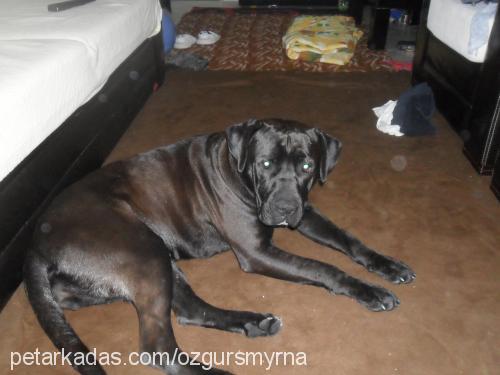 dora Dişi Cane Corso Italiano