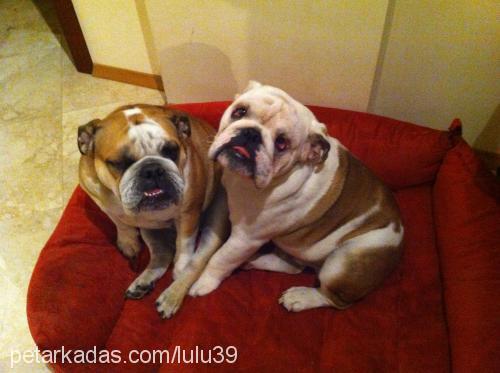 bentleyoptimusb Erkek İngiliz Bulldog