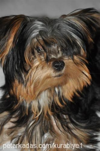 kurabiye Erkek Yorkshire Terrier