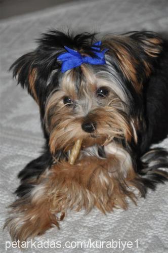 kurabiye Erkek Yorkshire Terrier