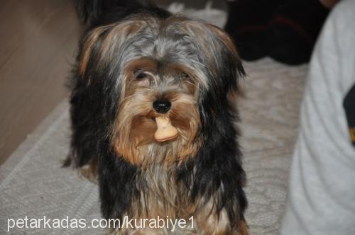 kurabiye Erkek Yorkshire Terrier