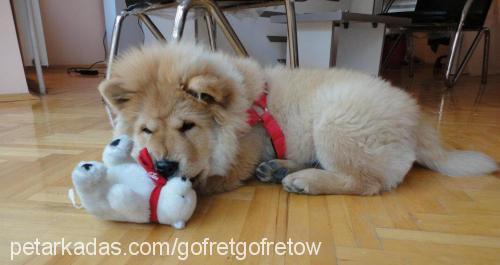 gofretgofretow Dişi Chow Chow