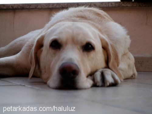 buddy Erkek Labrador Retriever