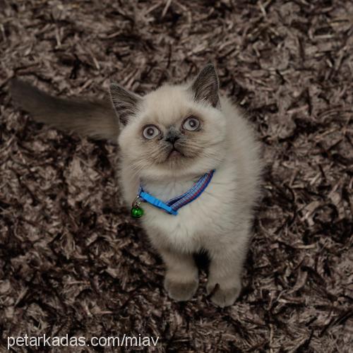 mia Dişi Exotic Shorthair