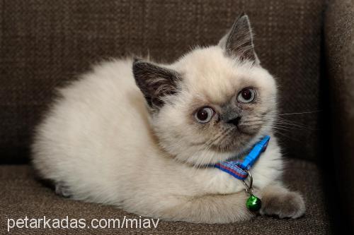 mia Dişi Exotic Shorthair