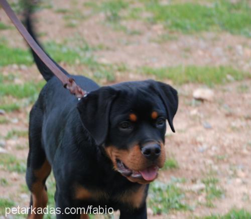 fabio Erkek Rottweiler