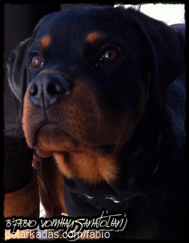 fabio Erkek Rottweiler