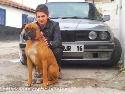 ateş Erkek Boxer