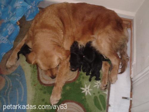 yavru Erkek Golden Retriever