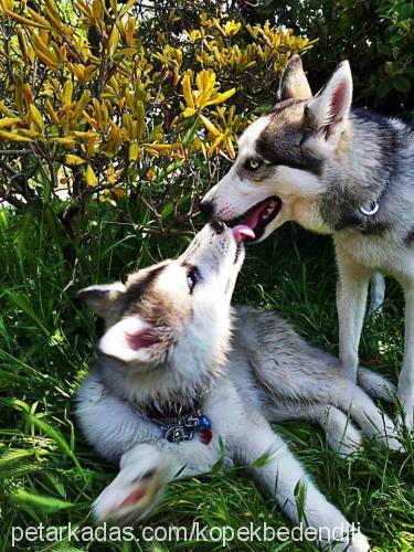 ruj Dişi Sibirya Kurdu (Husky)