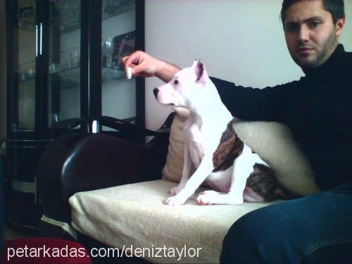 taylor Erkek Amerikan Pitbull Terrier