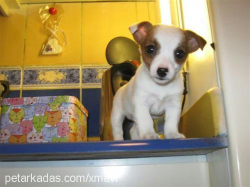 çakıl Dişi Jack Russell Terrier