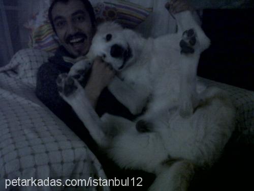 İstanbul Erkek Golden Retriever