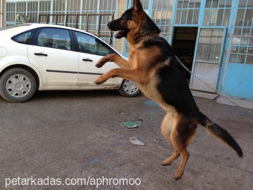 zeus Erkek Alman Çoban Köpeği