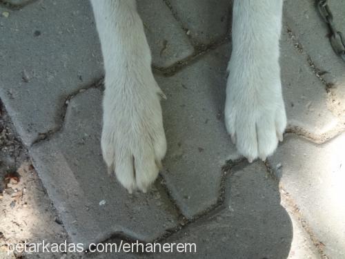 asi Dişi Sibirya Kurdu (Husky)