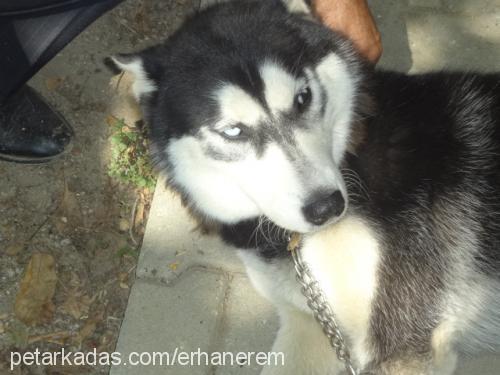 asi Dişi Sibirya Kurdu (Husky)