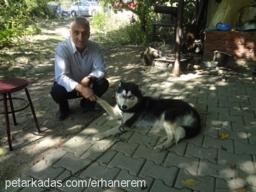 asi Dişi Sibirya Kurdu (Husky)