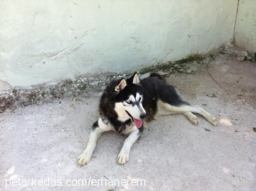 asi Dişi Sibirya Kurdu (Husky)