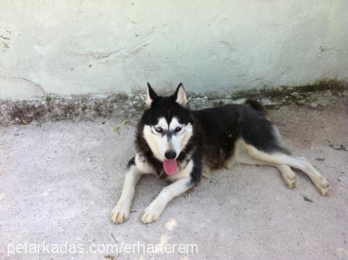 asi Dişi Sibirya Kurdu (Husky)