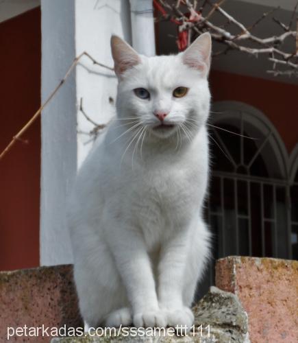 fıstık Dişi Ankara Kedisi (Angora)