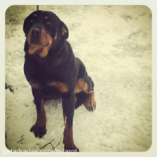 mila Dişi Rottweiler