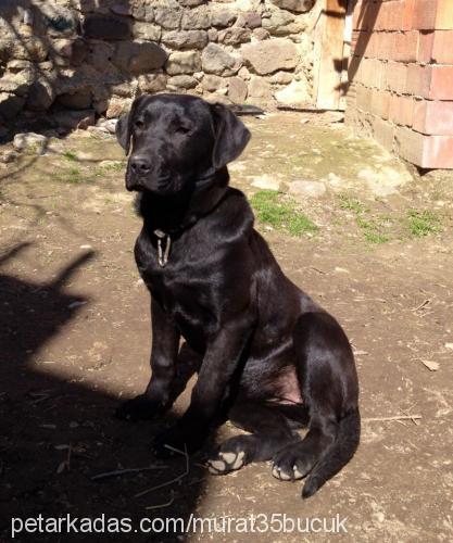 zeyna Dişi Cane Corso Italiano