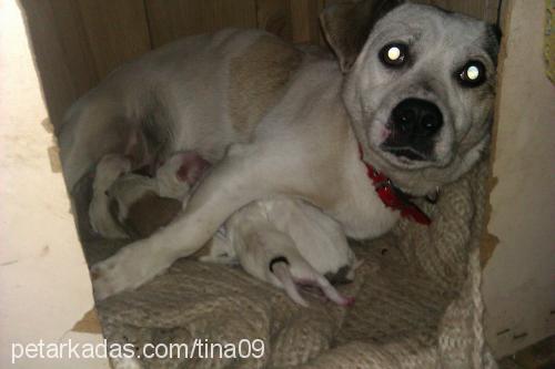 tina Dişi Jack Russell Terrier