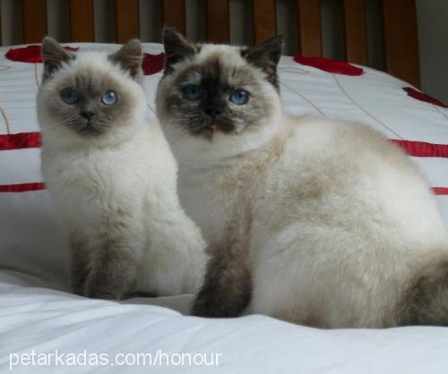 enchantmen Dişi British Shorthair