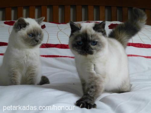 enchantmen Dişi British Shorthair