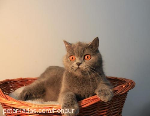 amy Dişi British Shorthair