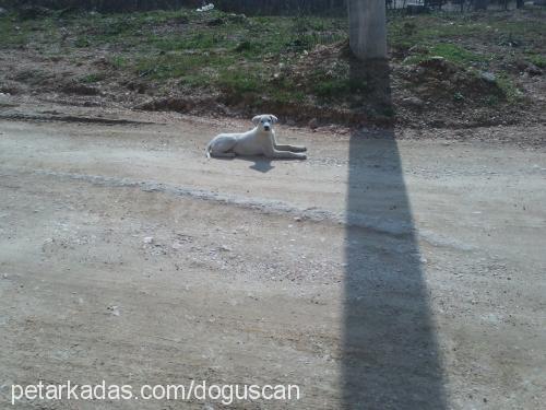 karabaş Erkek Sokö (Sokak Köpeği)