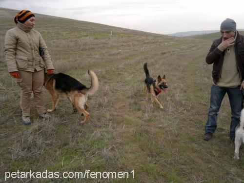 zeyna-xena Dişi Alman Çoban Köpeği